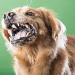 Aggressive barking dog